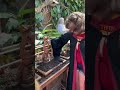 Professor Sprout’s Greenhouse Baby Mandrake Anyone - London Making Of Harry Potter Warner Brothers