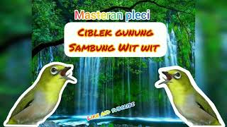 Download lagu MASTERAN PLECI CIBLEK GUNUNG SAMBUNG WIT WIT mp3 Download lagu MASTERAN PLECI CIBLEK GUNUNG SAMBUNG WIT WIT mp3