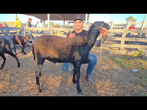 FEIRA DE CAPRINOS E OVINOS EM DOIS RIACHOS ALAGOAS NORDESTE BRASIL #nordeste 