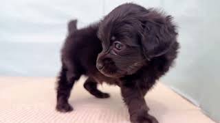 ハーフ犬の動画01