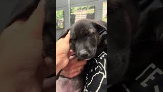Video preview image #1 Labrador Retriever-Unknown Mix Puppy For Sale in Rockville, MD, USA