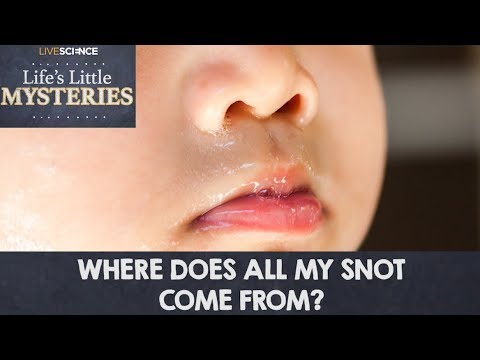 Where Does All My Snot Come From?