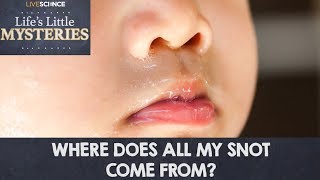 Where Does All My Snot Come From?