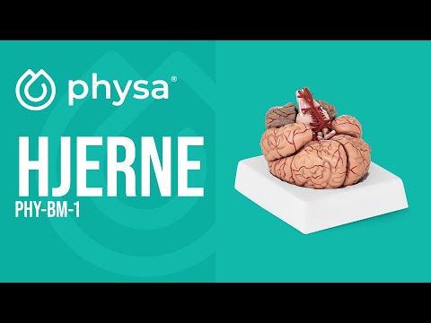 video - Hjerne - Anatomisk modell