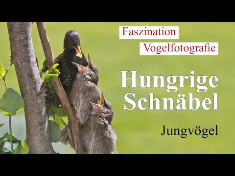 Faszination Vogelfotografie - Hungrige Schnäbel