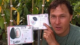 Cold Hardy Avocado Trees withstand 15 degrees & Edible Skin Avocados