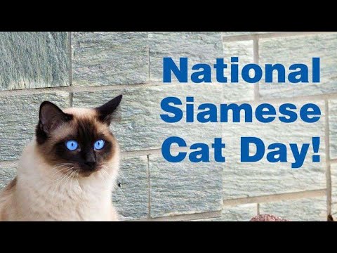 National Siamese Cat Day significance !