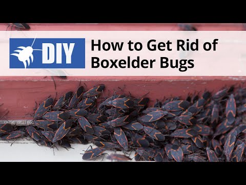  How to Get Rid of Boxelder Bugs Video 