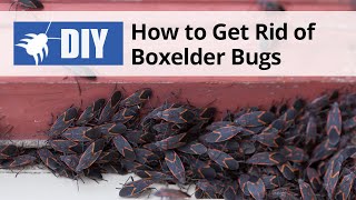 How to Get Rid of Boxelder Bugs | DoMyOwn.com