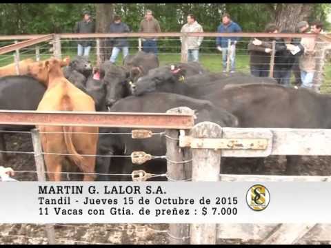 15-10-15 Venta de Vientres - Martin G. Lalor S.A. - Tandil.