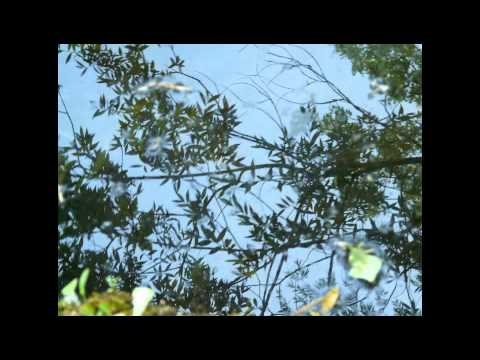 Carlos Guastavino - "Bonita rama del sauce" - Massimo Crispi