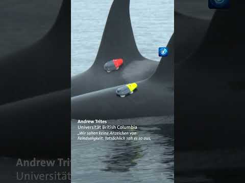 Oracs und Delfine: Gemeinsam auf Lachsjagd #tagesschau #Nachrichten #Forschung