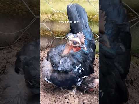 Criação de mini galinha garnizé perna curta polaco pescoço pelado Minas Gerais ovos galados férteis