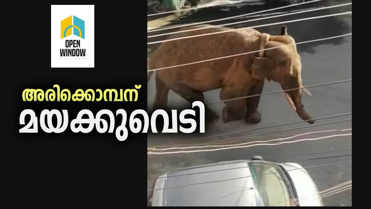 അരിക്കൊമ്പനെ മയക്കുവെടി വക്കാൻ നടപടികൾ തുടങ്ങി//കുങ്കിയാനകൾ എത്തും