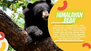 Art integration project |Flora and Fauna of Himachal pradesh.