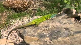 Beautiful Balkan Green Lizard