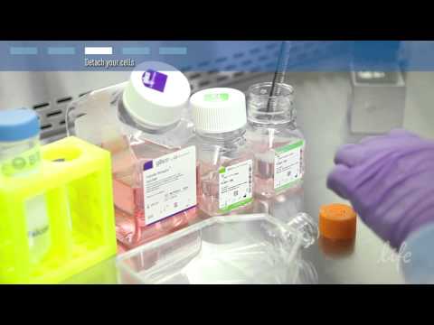 How to subculture (passage) primary cells