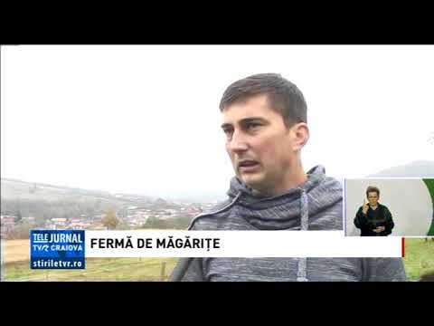 FERMĂ DE MĂGĂRIȚE