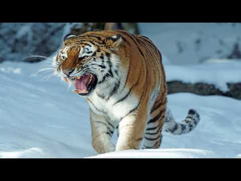 RUGIDO de TIGRE ¡SALVAJE! 🐯(EFECTO DE SONIDO) Tiger sound