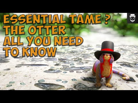 The Otter Everything You Need To Know And Its Secret Abilities