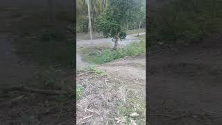 tes jalur..