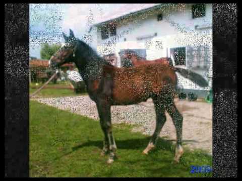 Mein Balou - Sohn von Stolzenberg// Stakkato