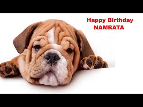 Namrata - Dogs Perros - Happy Birthday
