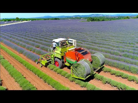Lavender harvest in round bales | Valensole France | Unique self propelled harvester