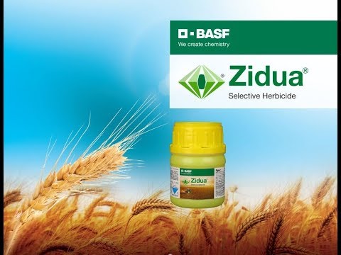 download lagu mp3 mp4 Zidua, download lagu Zidua gratis, unduh video klip Zidua