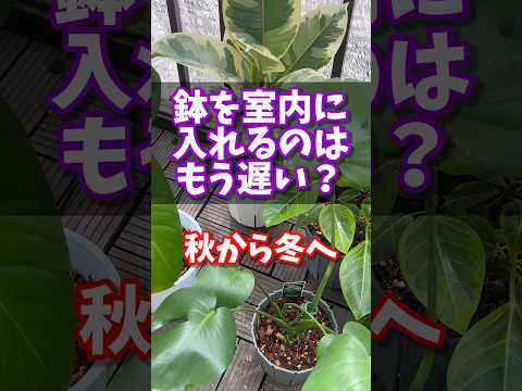 園芸 冬のトリカブト、ヘレボリン