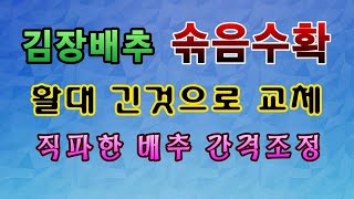 [텃밭농부.784]  김장배추 솎음수확 그리고 활대교체 #김장배추재배 #배추재배