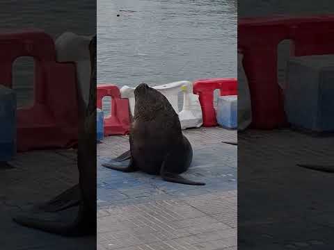 Chile - lwy morskie na chodniku  #travel #podróże #chile #lobosmarinos #antofagasta