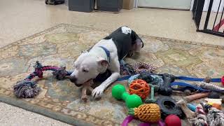 Video preview image #1 American Staffordshire Terrier-Unknown Mix Puppy For Sale in Lockport, NY, USA