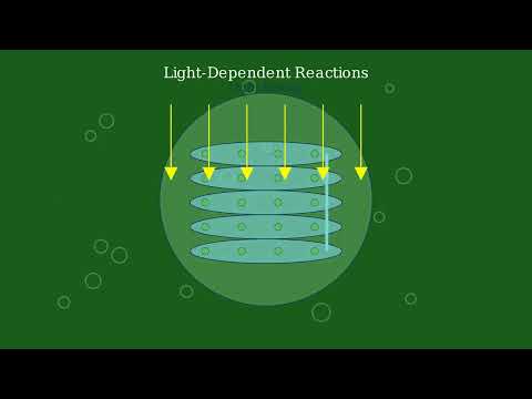 Autotrophs – Definition, Types, Importance, Examples - Video