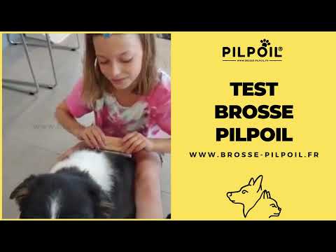 Vidéo client chien poils courts 1