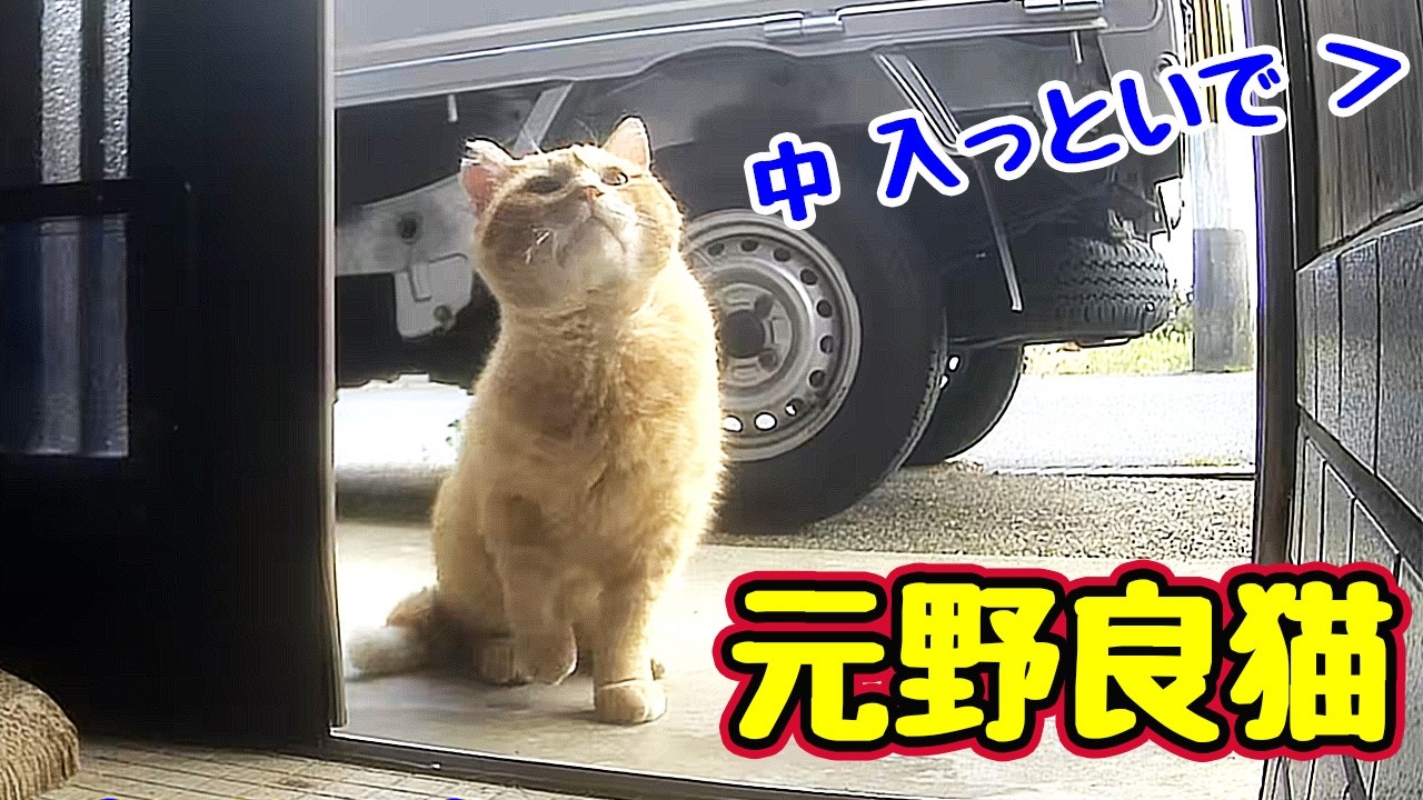 いつもと違うので戸惑う【元野良猫】