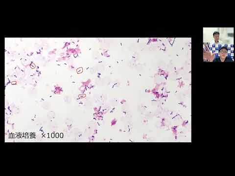 看護学科 血液培養からグラム陽性球菌 これって何？