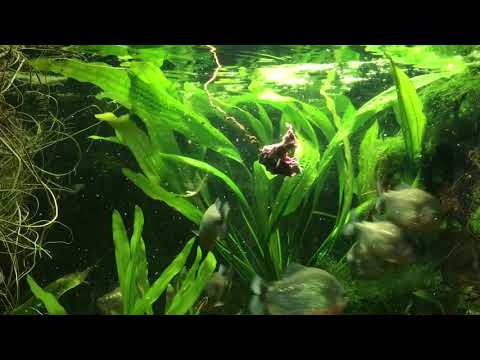 Pirania czerwona (Serrasalmus nattereri) w akwarium Palmiarni.