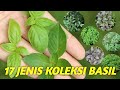 View 27 Perbedaan Daun Basil Dan Kemangi