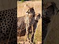 #shorts Beautiful Leopard Videos/Most Beautiful Leopard In The World/4k Ultra hd/Natural Scenes 4k