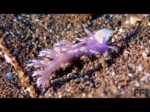 Flabellina affinis