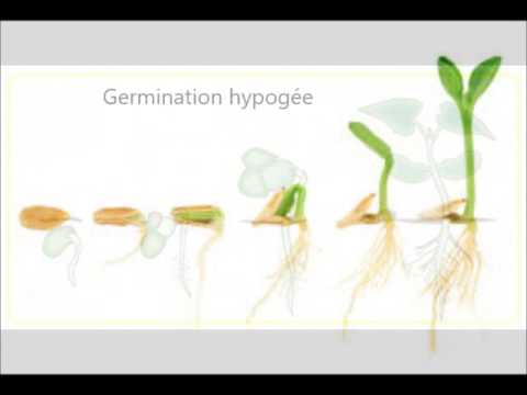 la germination