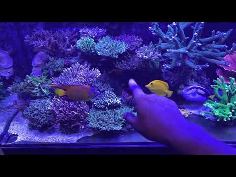 Can Angelfish be kept with coral?