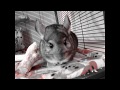 Can Chinchillas Live Alone?