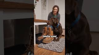 My Rescue Dog Slept Beside One Pair Of Work Boots#RescueDog #DogBehavior #PetRoutine #NewDogHome