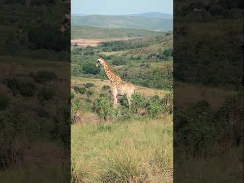 Rest in Botlierskop — video thumbnail