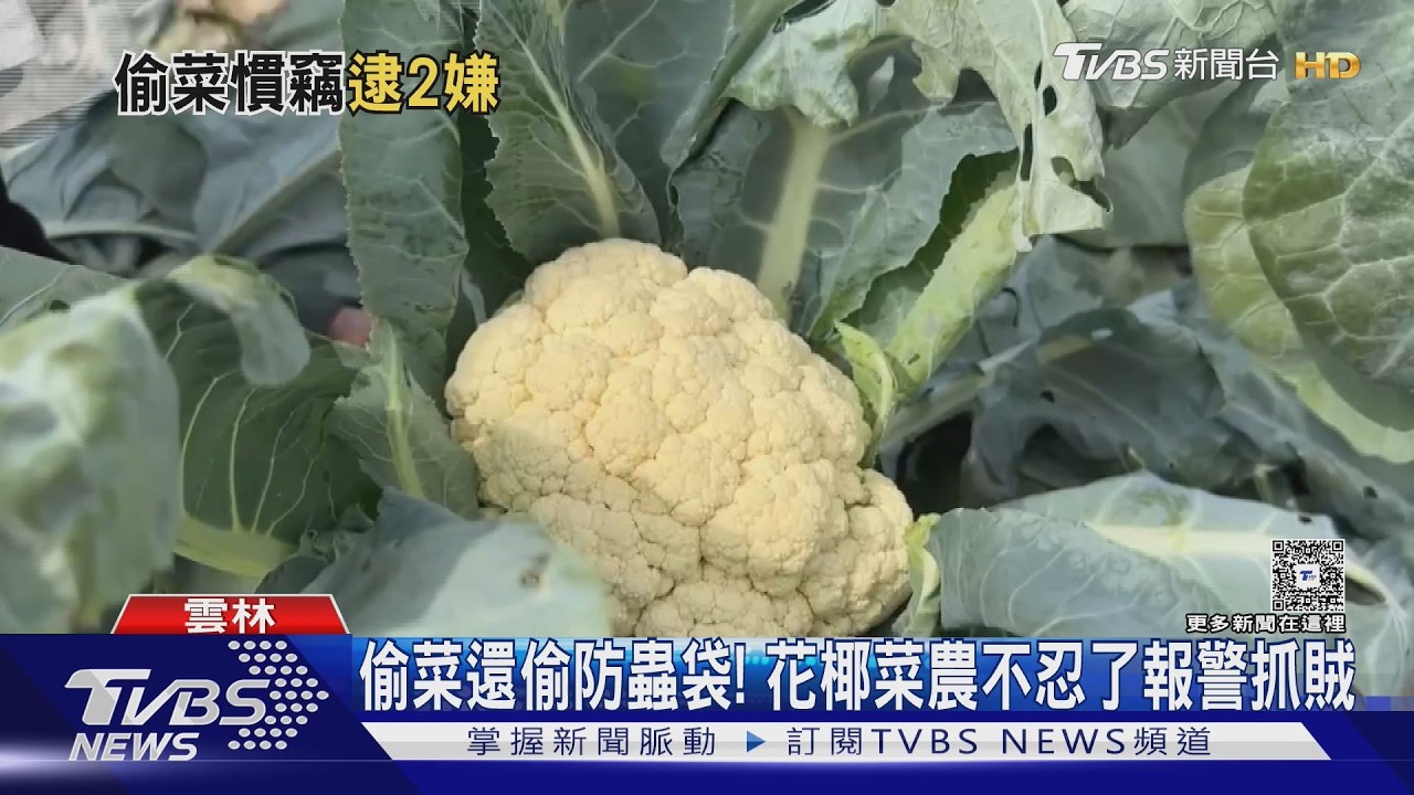 影音/公告「偷1顆罰10萬」照偷!西螺菜農自費裝監視器抓賊 2嫌落網函送
