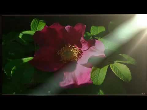 Popstars - Run Irma. Valentina. Victoria. Sarah