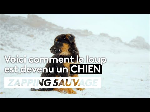 Voici comment le loup sauvage est devenu un chien - ZAPPING SAUVAGE