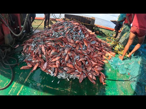 Amazing Fastest Giant Bluefin Tuna Fishing Skill - Amazing big catching on the Sea @FISH_TV